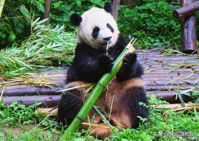 全球唯一不属于中国的大熊猫，无法再回到祖国，真让人心痛