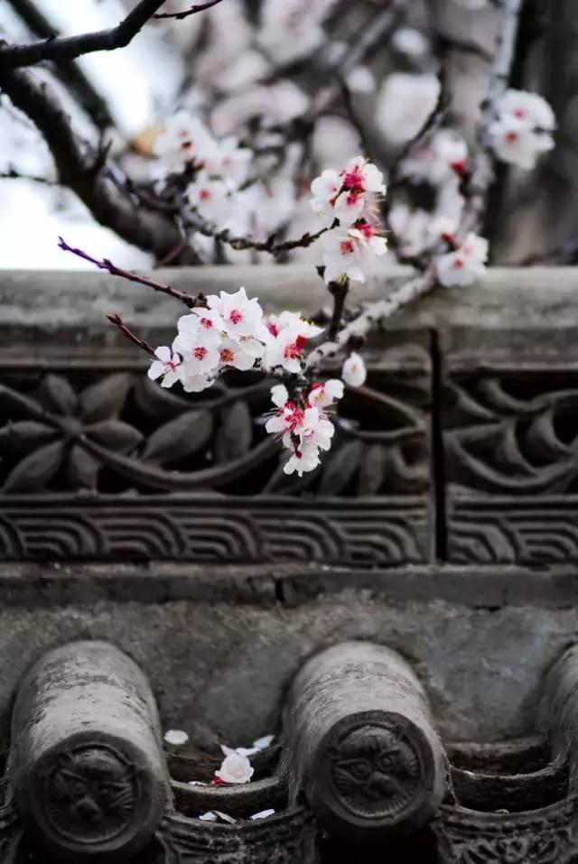 100种花开时间表（组图）！太珍贵了，赏花必备！