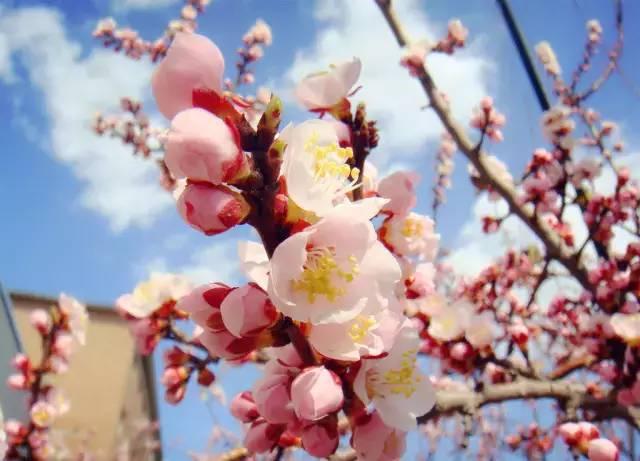 100种花开时间表（组图）！太珍贵了，赏花必备！