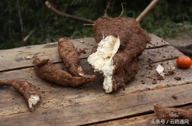 葛根功效与作用，葛根粉的6种吃法