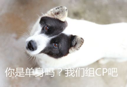 网络语cpdd是什么梗啥意思 cpdd出处来源哪里常见用法介绍